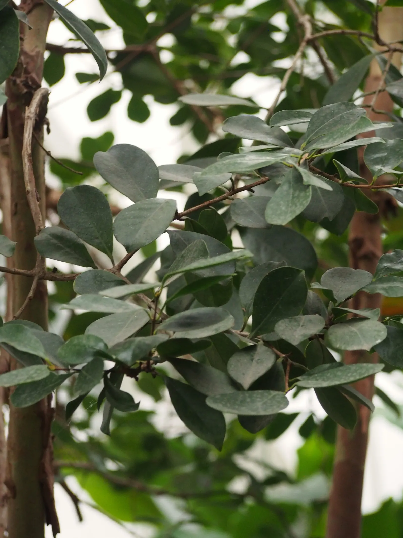 Strawberry Guava (Psidium Cattleianum) — red flowers in the garden; commonly reaching a height of 6 to 14 feet