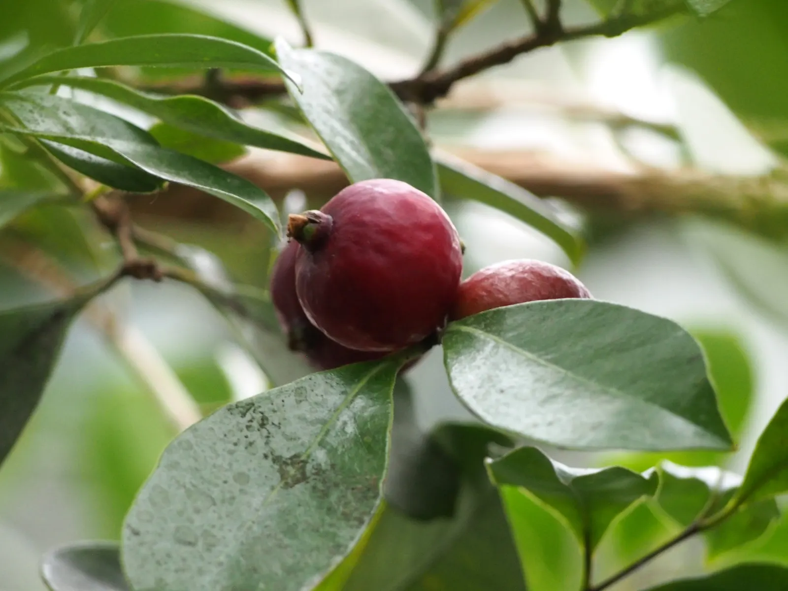 Strawberry Guava (Psidium Cattleianum) — cherished for both its ornamental appeal and sweet