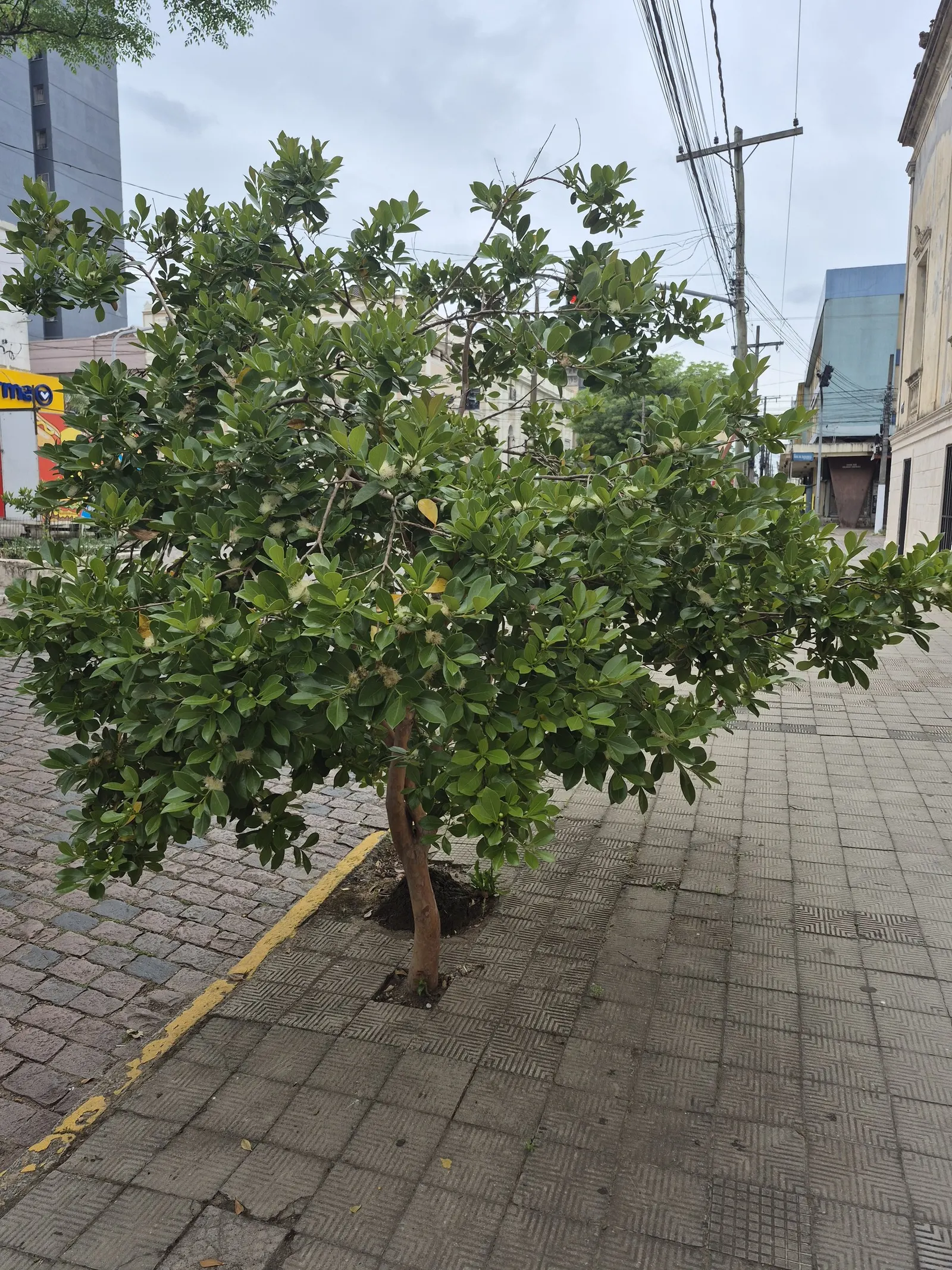 Strawberry Guava (Psidium Cattleianum) — Commonly reaching a height of 6 to 14 feet; glossy leaves are a deep green with a leathery texture, image 64