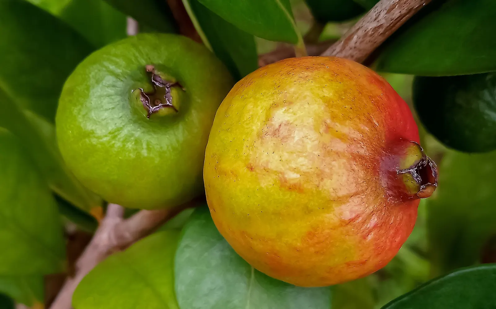 Strawberry Guava (Psidium Cattleianum) — shrub / tree for full; focusing on a balance between fruit production and aesthetic form, image 81