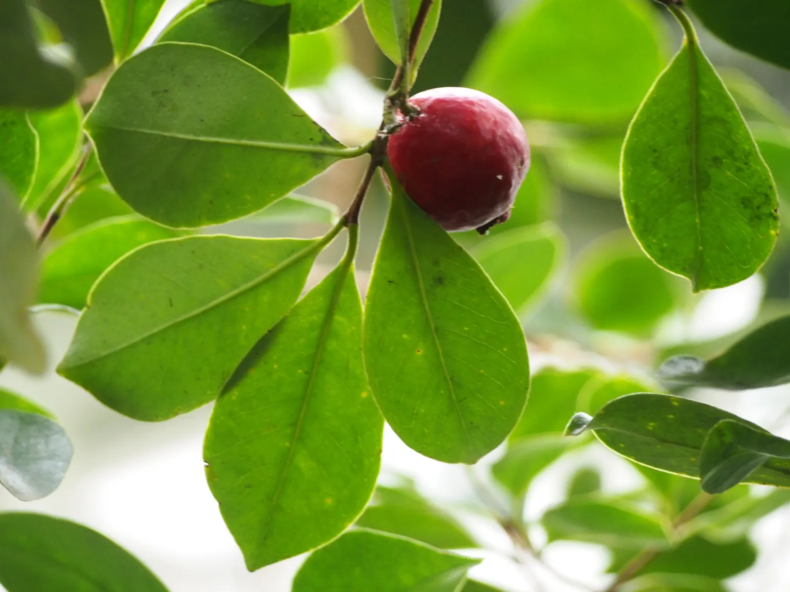 Strawberry Guava (Psidium Cattleianum) — These blooms give way to the plant's namesake fruit: small guavas about 1 to 1.5 inches in size; strawberry Guava