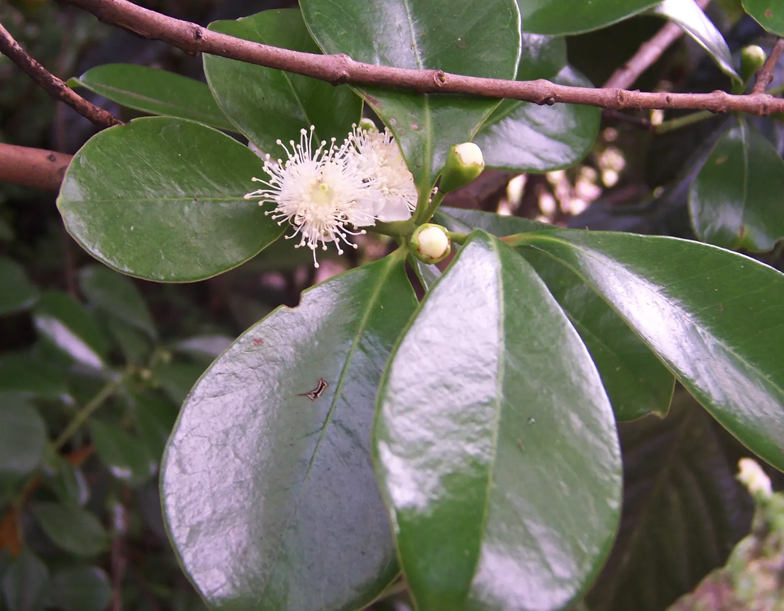 Strawberry Guava (Psidium Cattleianum) — Strawberry Guava (Psidium cattleianum) is an evergreen shrub/small tree, reaching 6-20ft high; prefers, image 55
