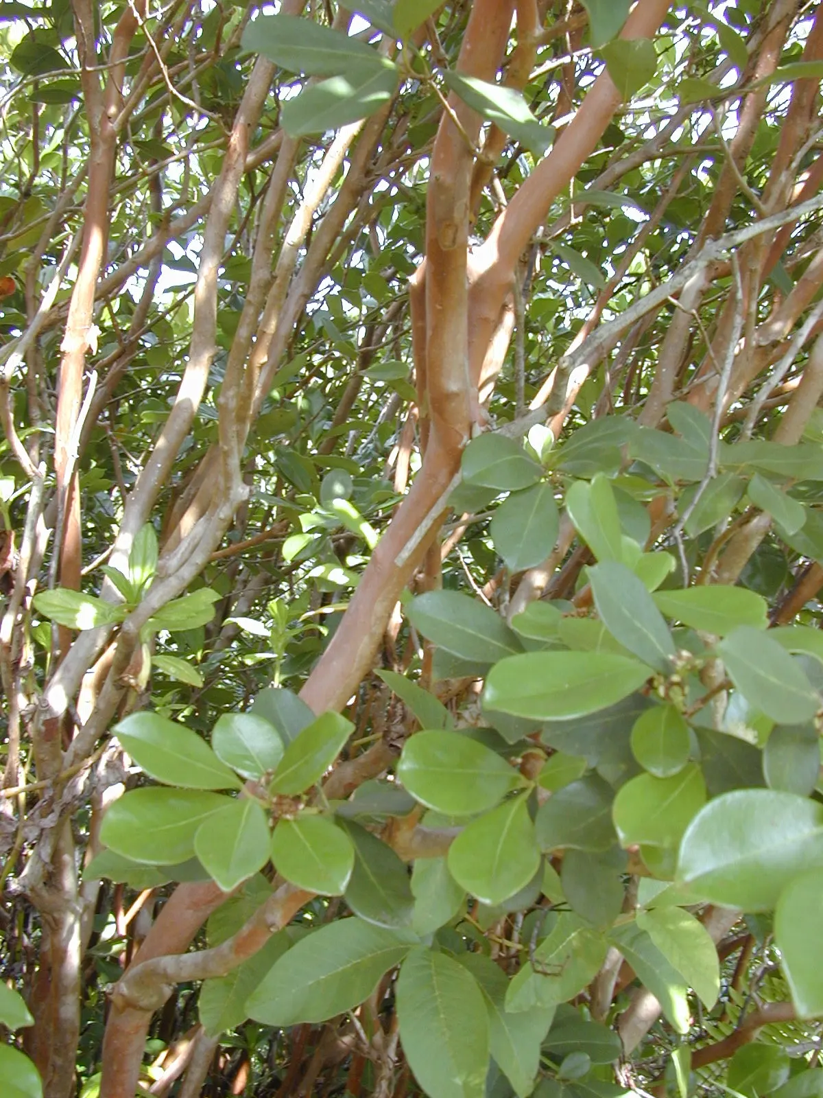 Strawberry Guava (Psidium Cattleianum) — This drought-tolerant plant bears edible red fruits, 1-1.5in in diameter, with a sweet-tart flavor