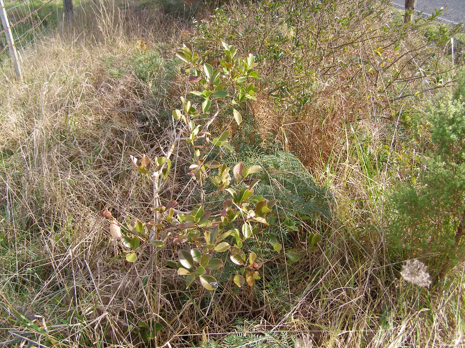 Strawberry Guava (Psidium Cattleianum) — although it is drought-tolerant once established; it features glossy, oval leaves and fragrant white flowers