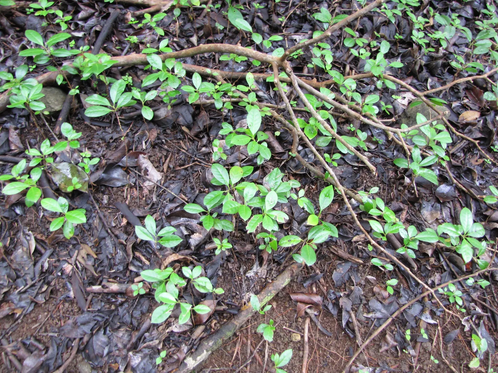 Strawberry Guava (Psidium Cattleianum) — Ideal for accent planting or hedges; offering privacy and a lush backdrop when used as a hedge or screen.<br><br>Its