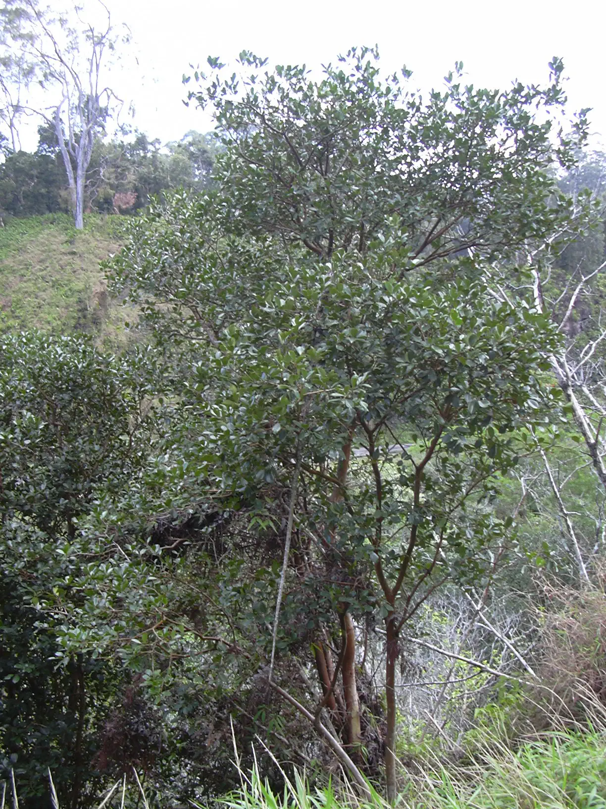 Strawberry Guava (Psidium Cattleianum) — focusing on a balance between fruit production and aesthetic form