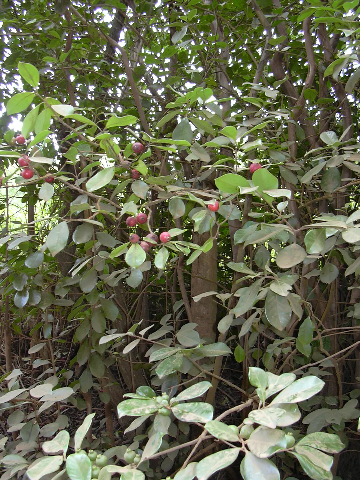 Strawberry Guava (Psidium Cattleianum) — Note: can become invasive in tropical regions, image 59