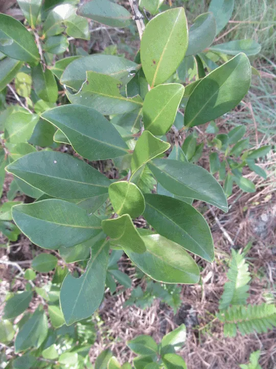 Strawberry Guava (Psidium Cattleianum) — shrub / tree for full; focusing on a balance between fruit production and aesthetic form