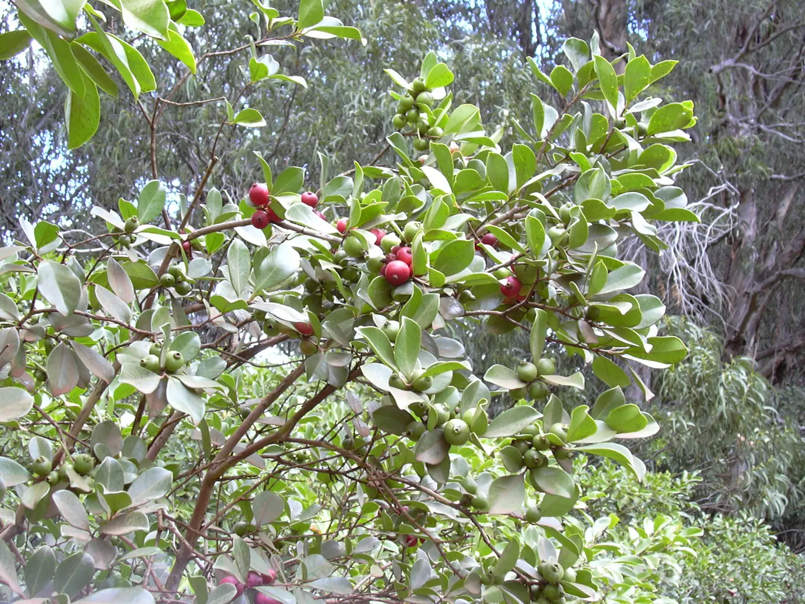 Strawberry Guava (Psidium Cattleianum) — These blooms give way to the plant's namesake fruit: small guavas about 1 to 1.5 inches in size, image 70