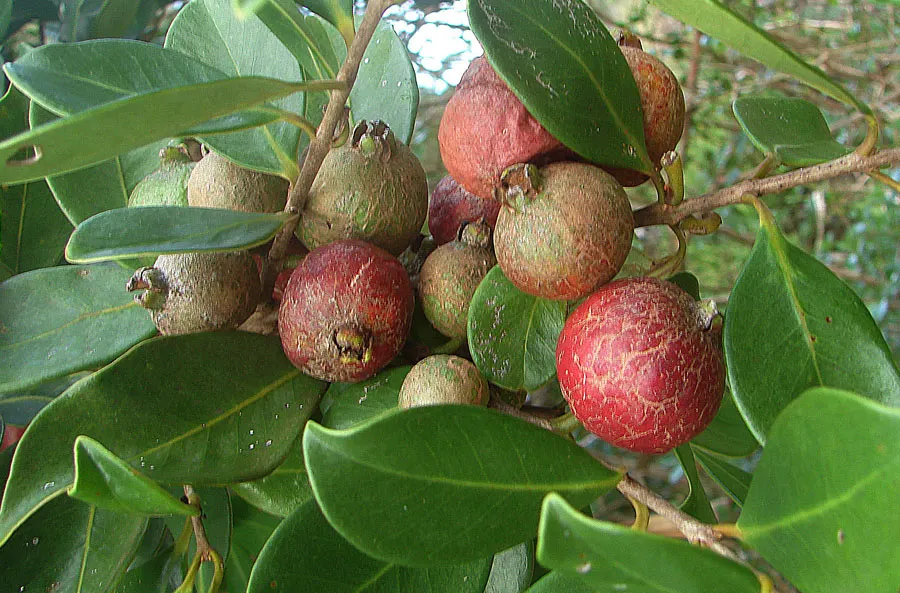 Strawberry Guava (Psidium Cattleianum) — is a tropical to subtropical evergreen shrub or small tree; shrub / tree with red blooms