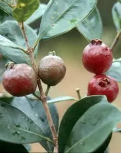 Strawberry Guava (Psidium Cattleianum) — Strawberry Guava (Psidium cattleianum) is an evergreen shrub/small tree, reaching 6-20ft high