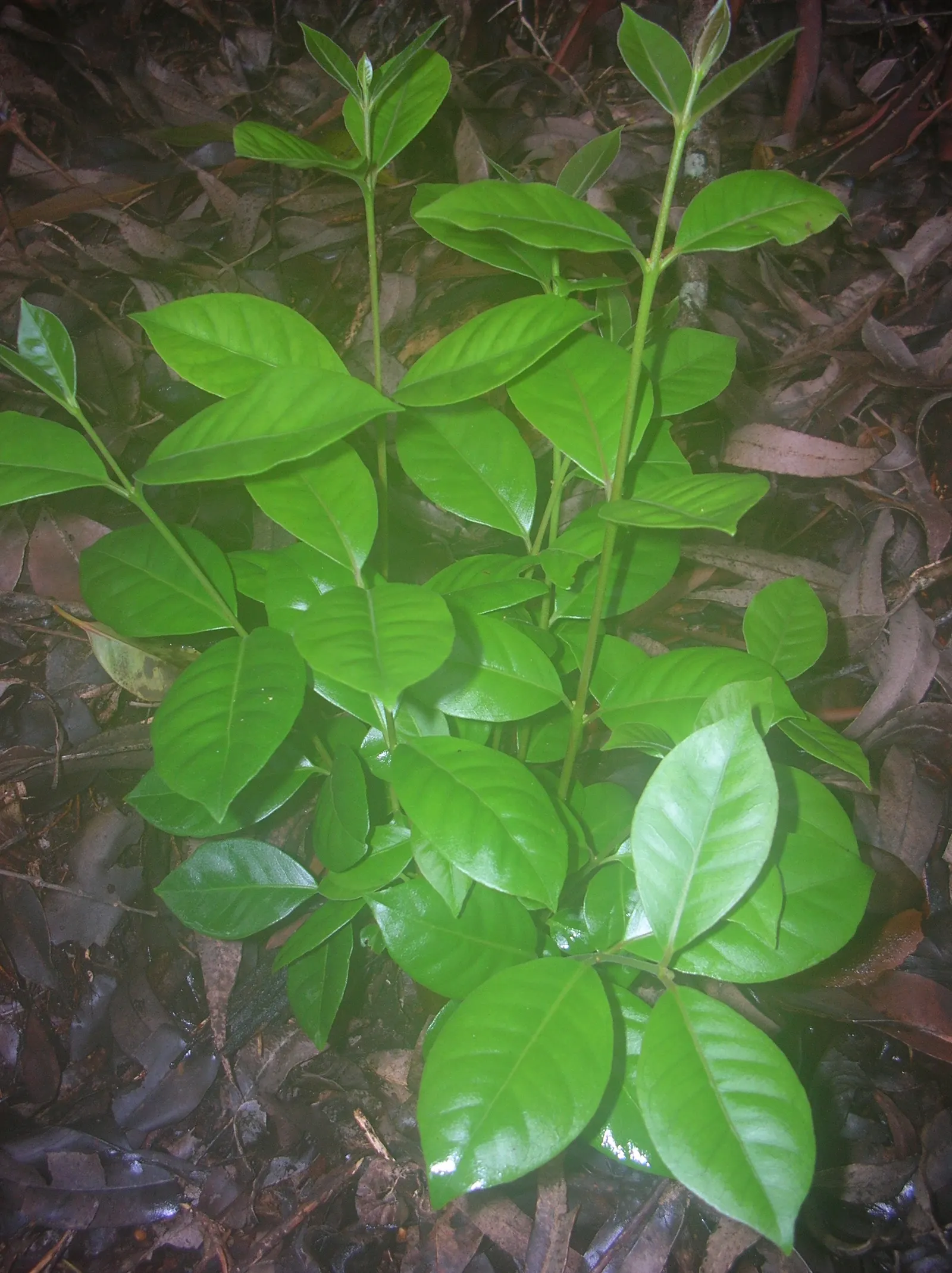 Strawberry Guava (Psidium Cattleianum) — Ripening typically occurs in late summer to fall; the Strawberry Guava produces an abundance of delicate, white