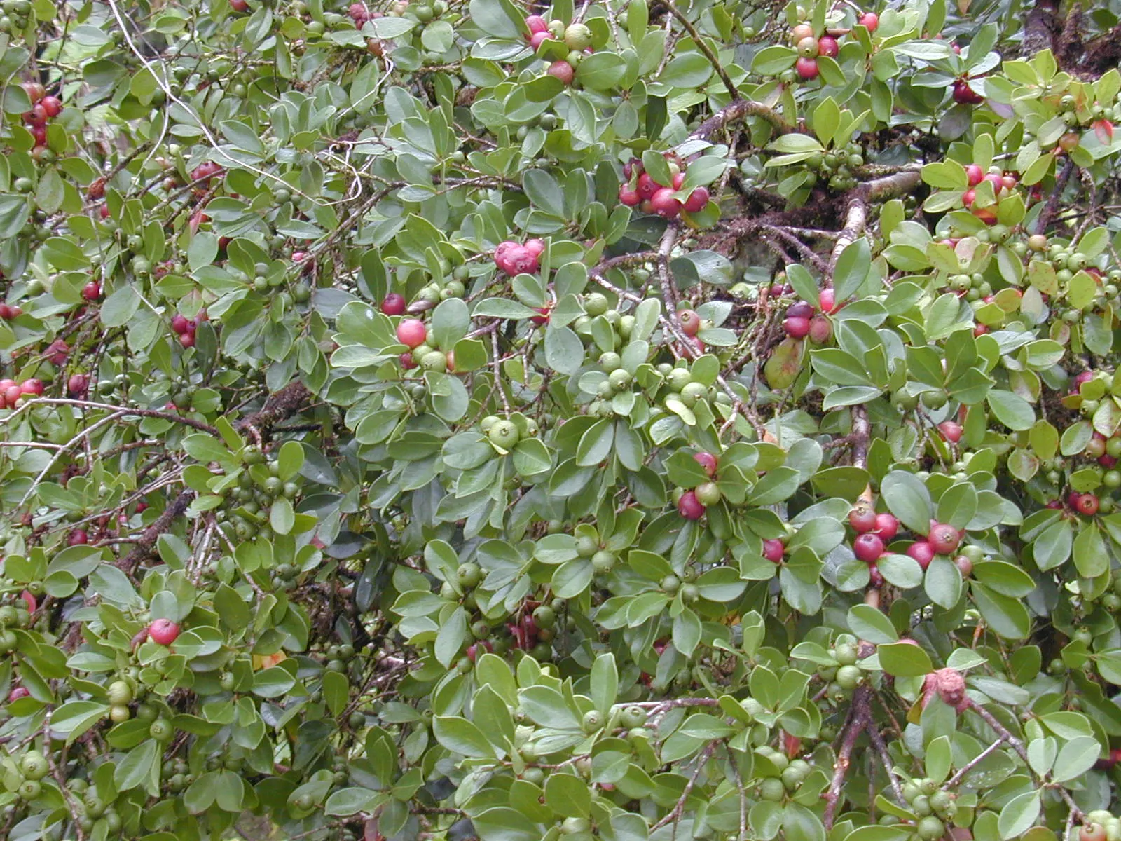 Strawberry Guava (Psidium Cattleianum) — cherished for both its ornamental appeal and sweet; ideal for accent planting or hedges, image 63