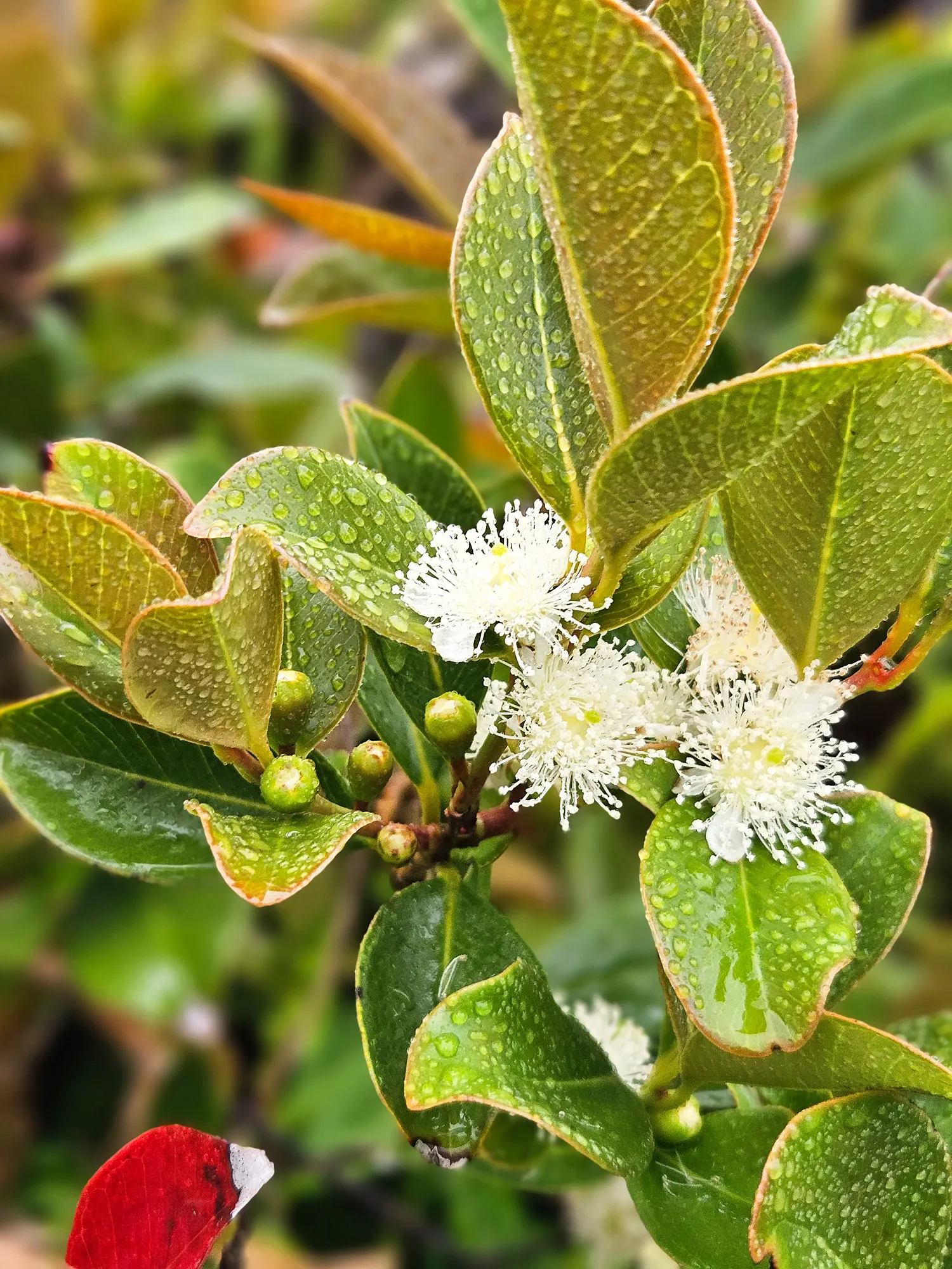 Strawberry Guava (Psidium Cattleianum) — It is cold-hardy down to about 22&deg;F