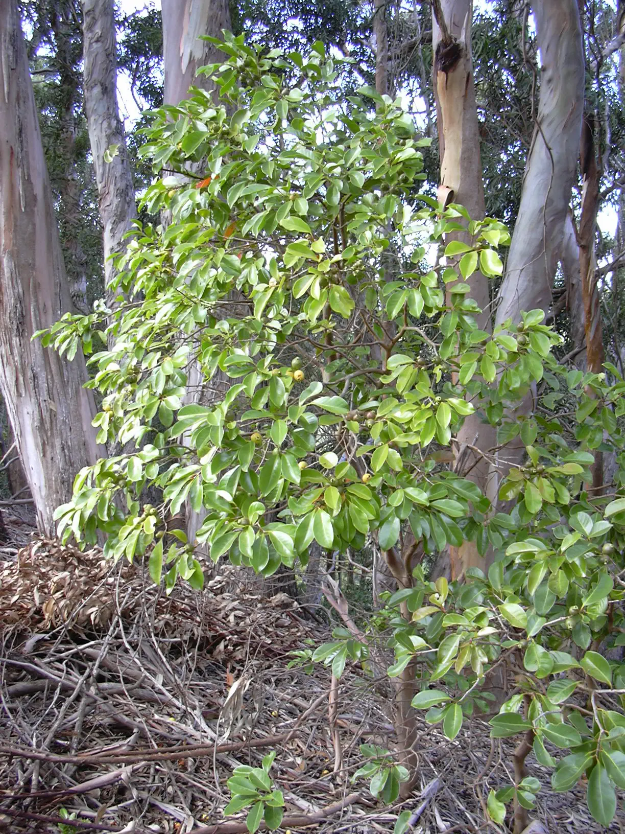 Strawberry Guava (Psidium Cattleianum) — This drought-tolerant plant bears edible red fruits, 1-1.5in in diameter, with a sweet-tart flavor; ripening typically