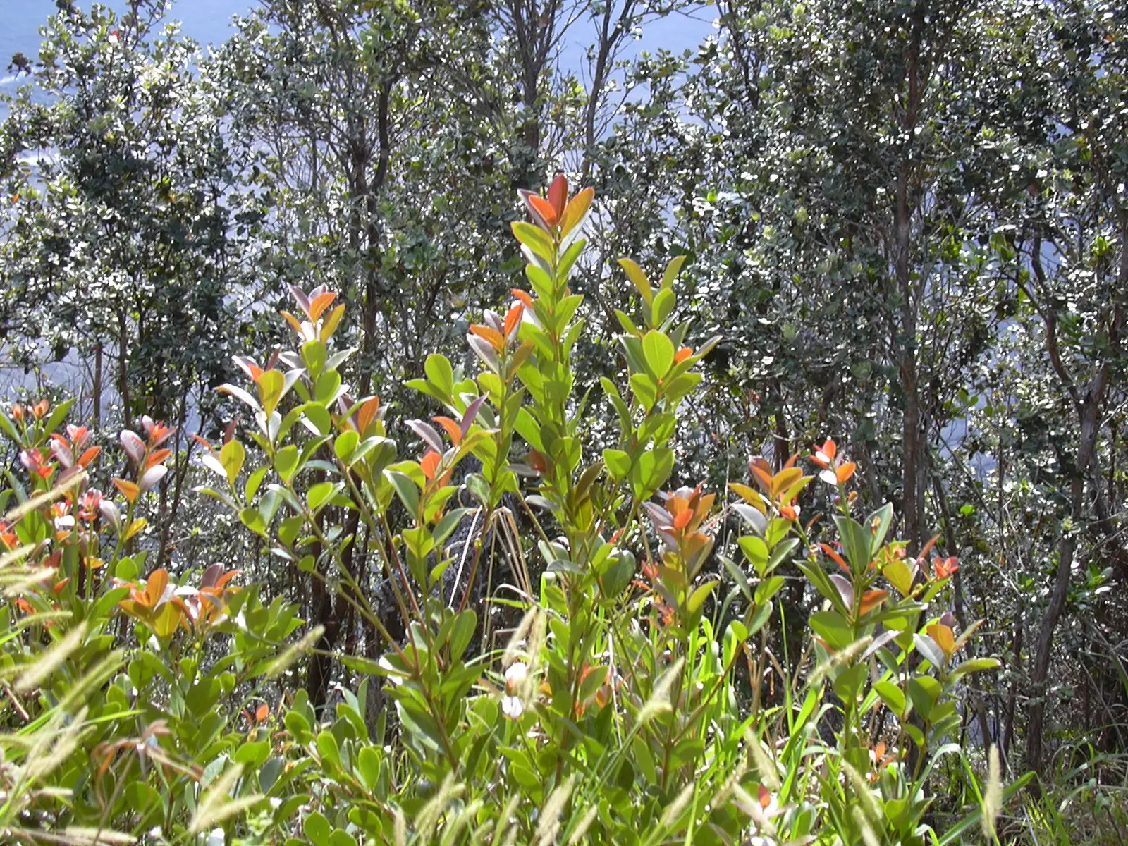 Strawberry Guava (Psidium Cattleianum) — cherished for both its ornamental appeal and sweet; ideal for accent planting or hedges, image 90