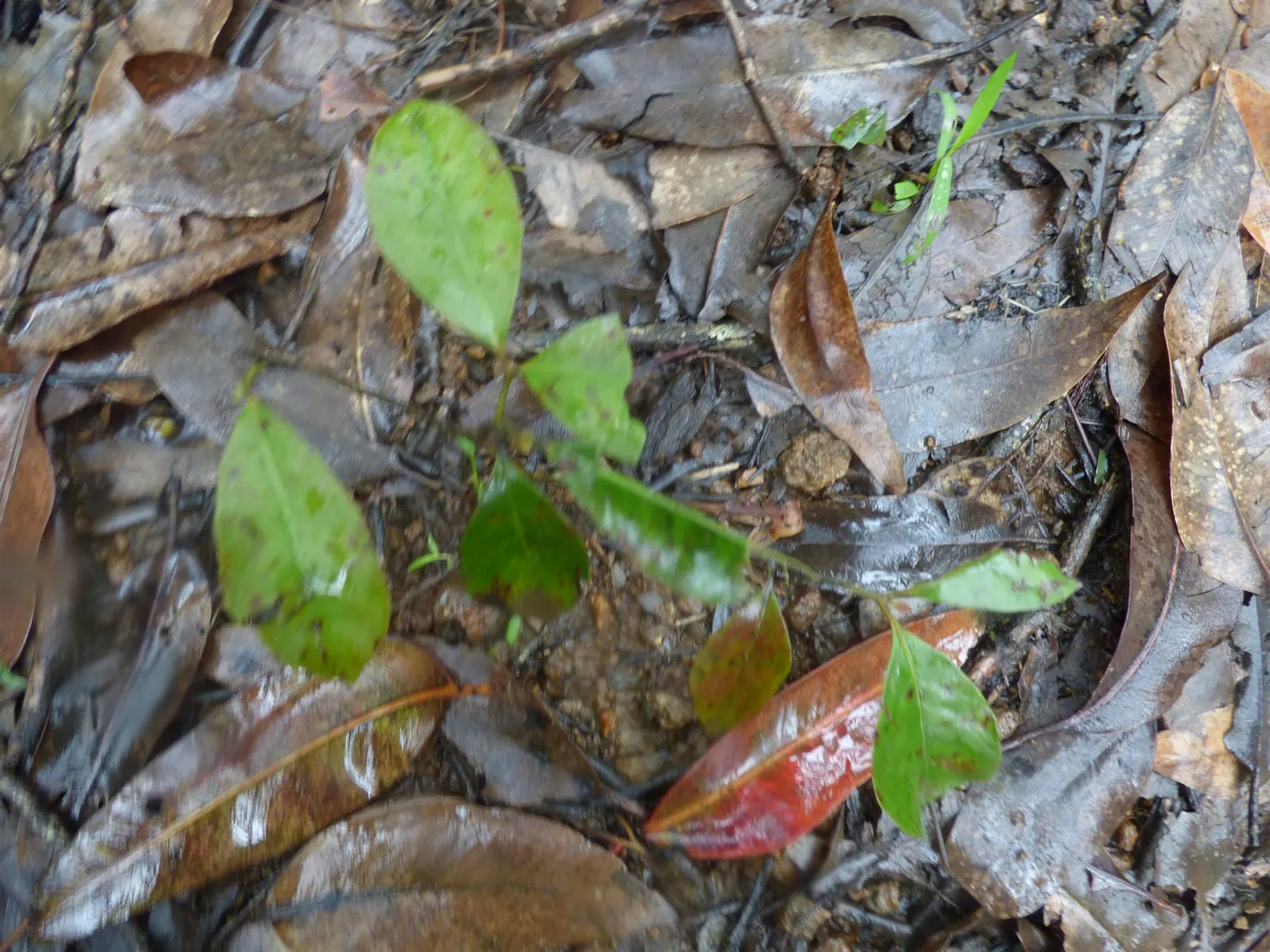 Strawberry Guava (Psidium Cattleianum) — Regular pruning maintains the desired shape and keeps the plant rejuvenated