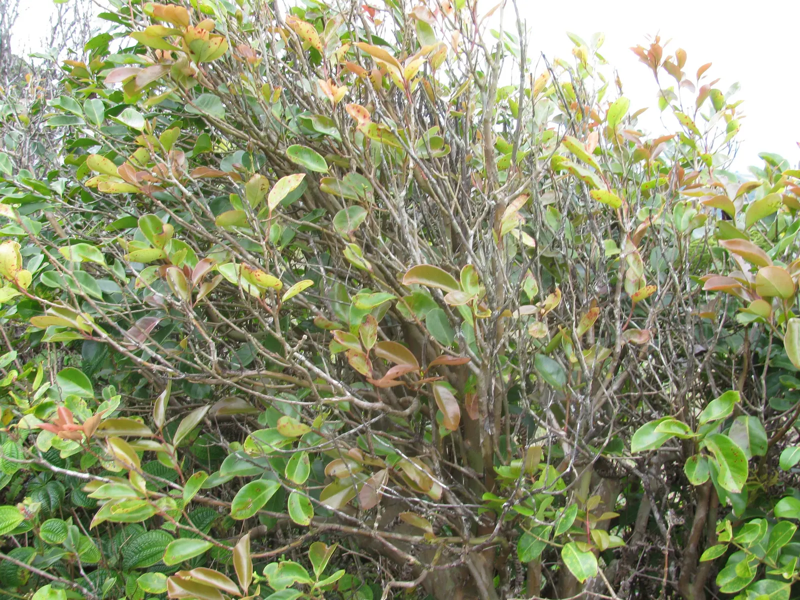Strawberry Guava (Psidium Cattleianum) — focusing on a balance between fruit production and aesthetic form; this drought-tolerant plant bears, image 78