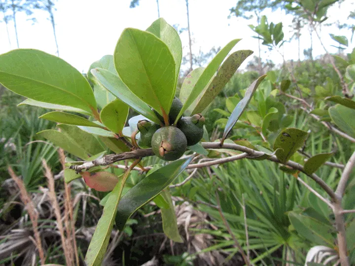 Strawberry Guava (Psidium Cattleianum) — Ripening typically occurs in late summer to fall; the Strawberry Guava produces an abundance of delicate, image 72