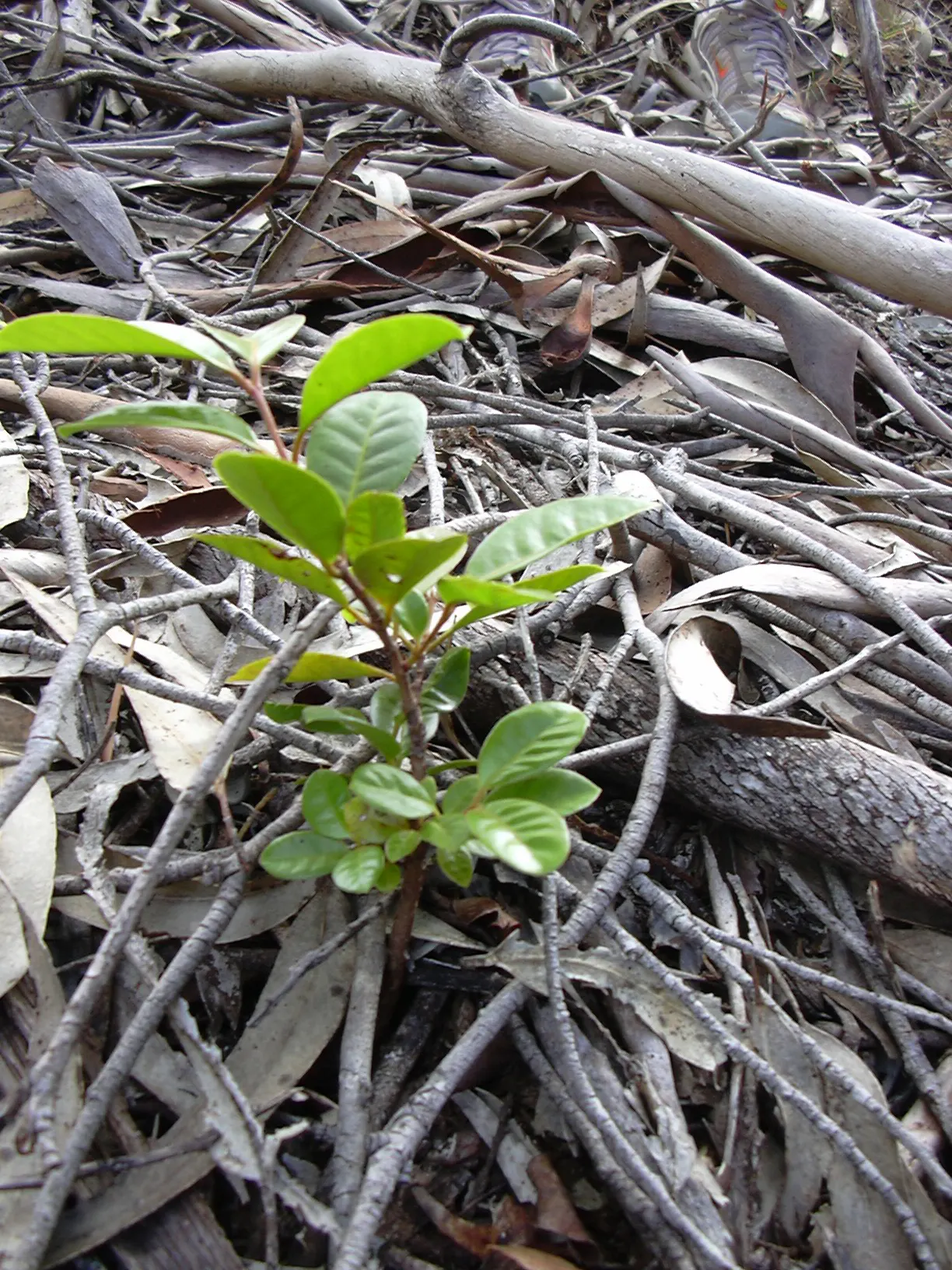 Strawberry Guava (Psidium Cattleianum) — Note: can become invasive in tropical regions