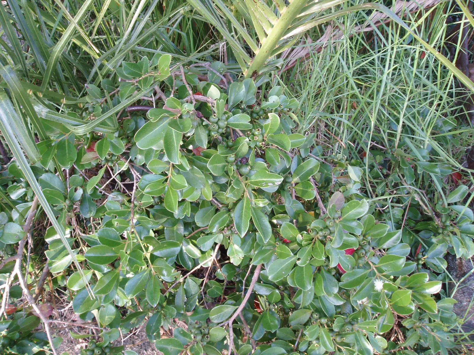 Strawberry Guava (Psidium Cattleianum) — The Strawberry Guava produces an abundance of delicate, white flowers each about 1 inch in diameter; it is, image 69
