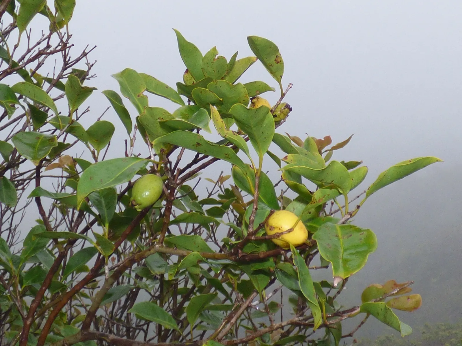Strawberry Guava (Psidium Cattleianum) — Commonly reaching a height of 6 to 14 feet; glossy leaves are a deep green with a leathery texture, image 91