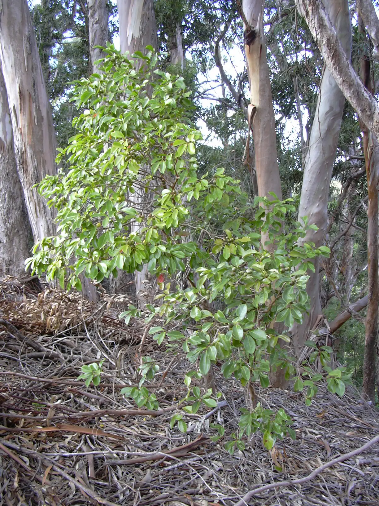 Strawberry Guava (Psidium Cattleianum) — offering privacy and a lush backdrop when used as a hedge or screen.<br><br>Its attractive