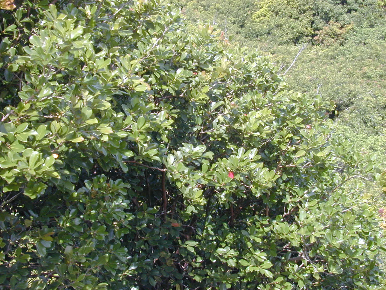 Strawberry Guava (Psidium Cattleianum) — shrub / tree for full