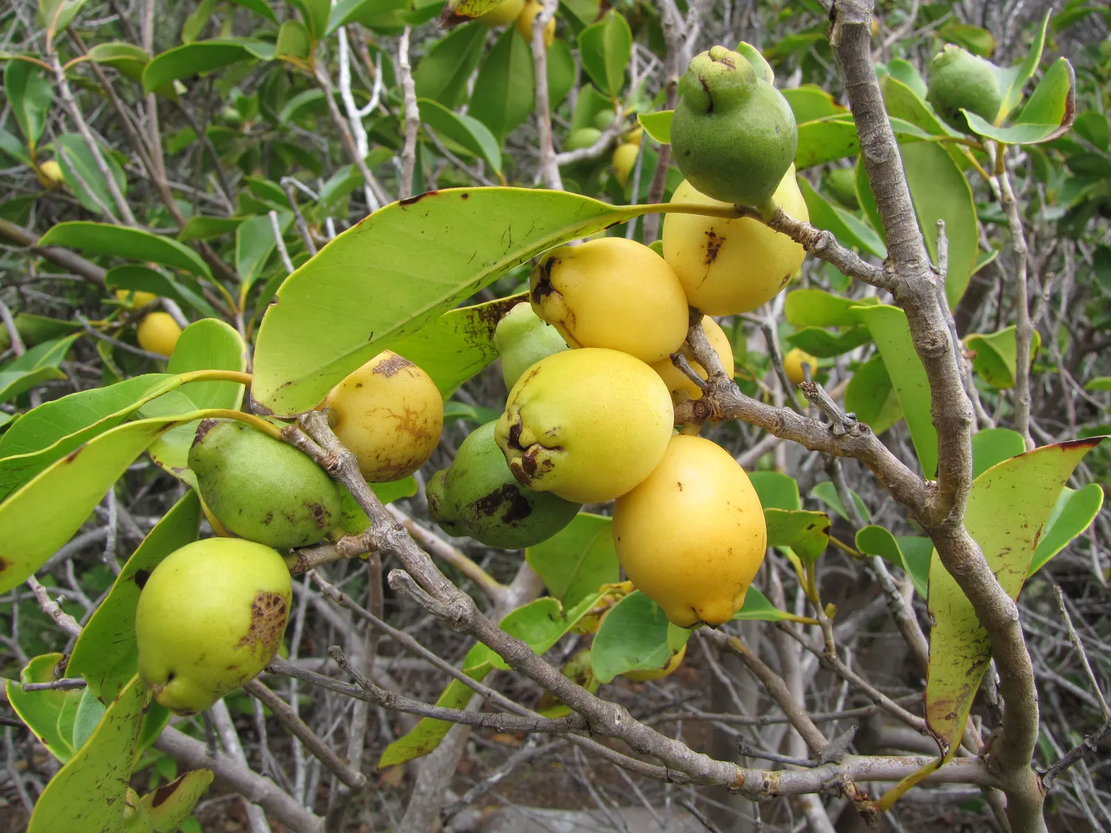 Strawberry Guava (Psidium Cattleianum) — It features glossy, oval leaves and fragrant white flowers; this versatile plant makes an excellent addition to a