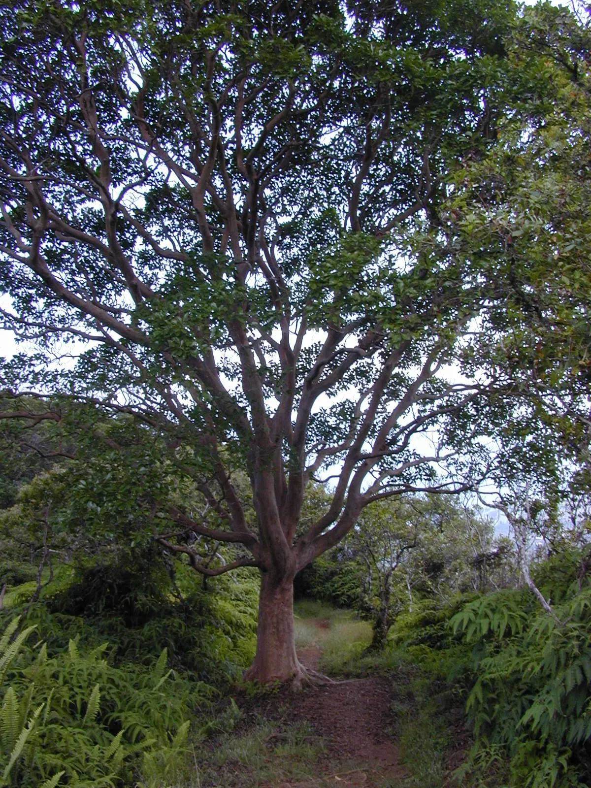 Strawberry Guava (Psidium Cattleianum) — this versatile plant makes an excellent addition to a garden for its dense; although it is drought-tolerant once