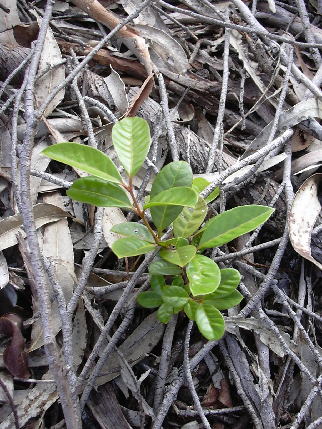 Strawberry Guava (Psidium Cattleianum) — glossy leaves are a deep green with a leathery texture; scientifically known as Psidium cattleianum