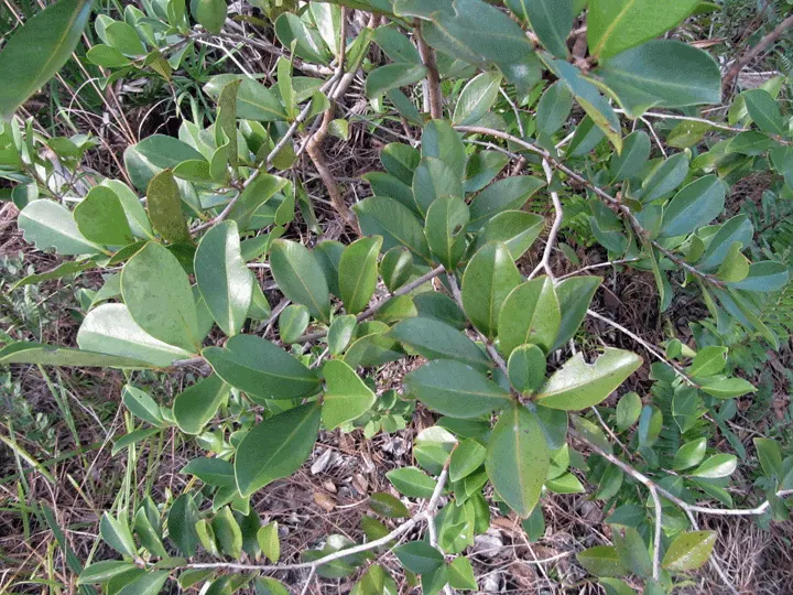 Strawberry Guava (Psidium Cattleianum) — offering privacy and a lush backdrop when used as a hedge or screen.<br><br>Its attractive; shrub / tree for full