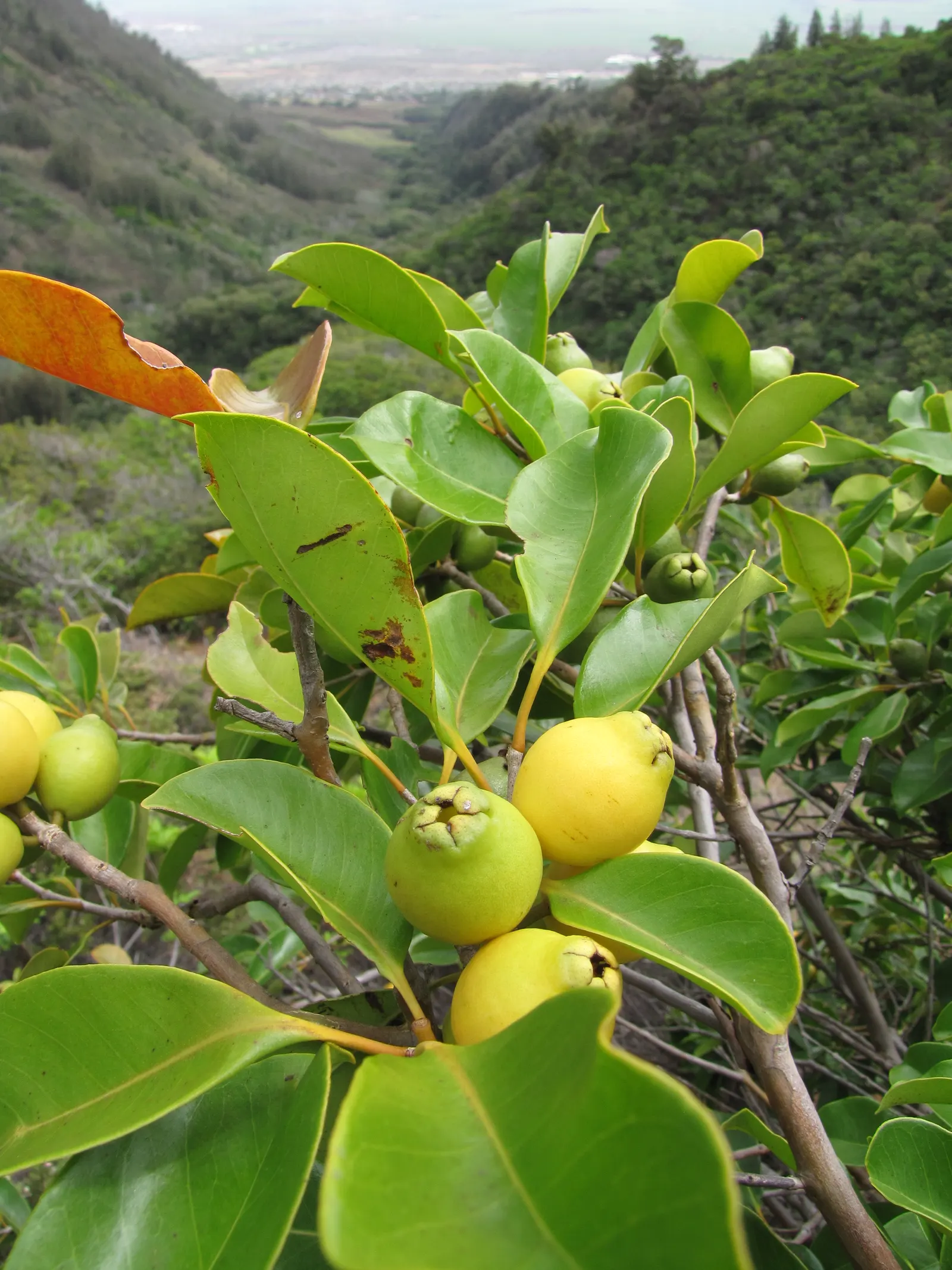 Strawberry Guava (Psidium Cattleianum) — Strawberry Guava thrives in well-drained soil with regular watering; so considerations should be made for, image 100