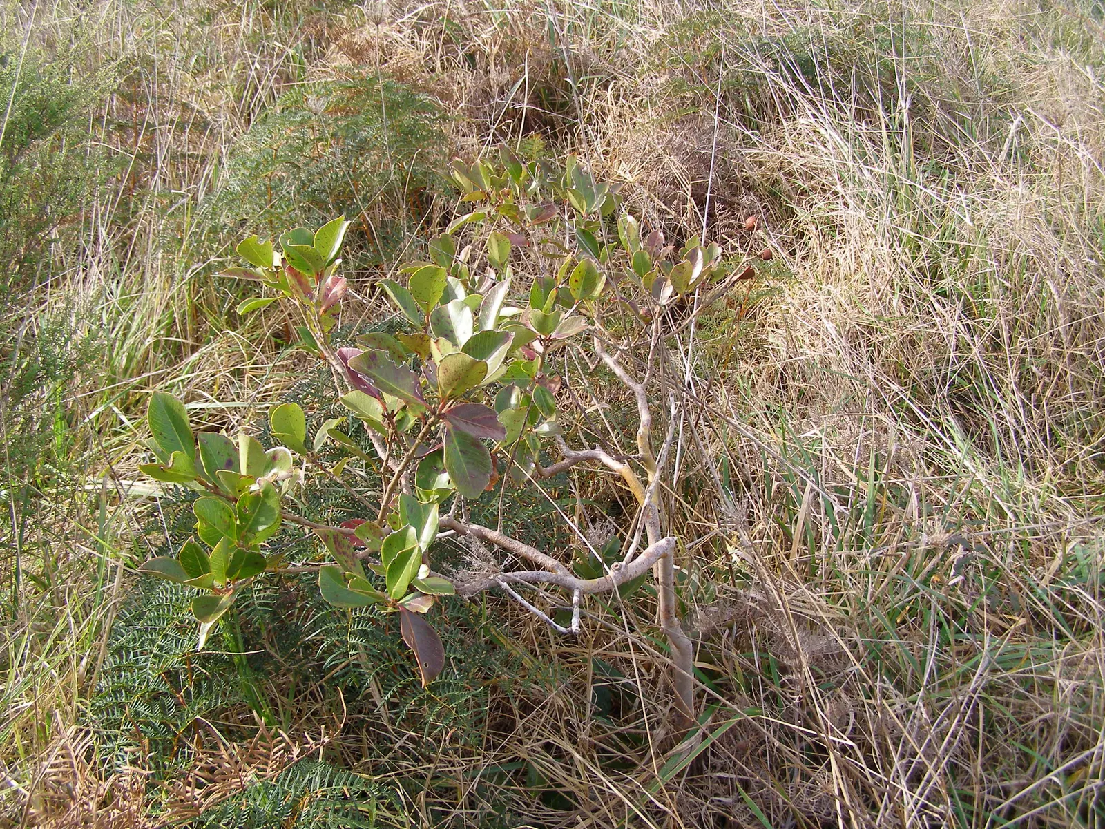 Strawberry Guava (Psidium Cattleianum) — scientifically known as Psidium cattleianum; strawberry Guava thrives in well-drained soil with regular, image 88