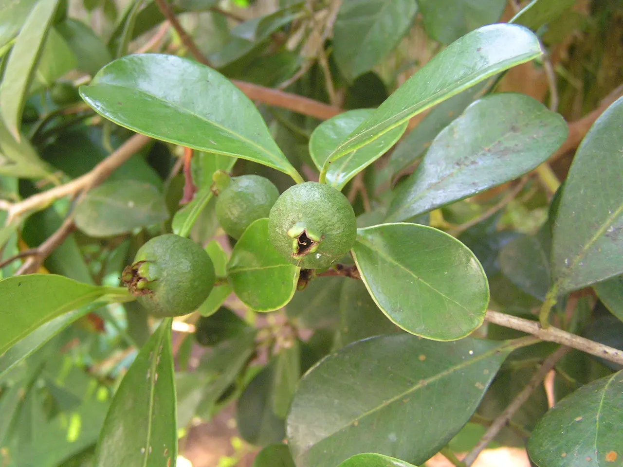 Strawberry Guava (Psidium Cattleianum) — typically measuring 2 to 4 inches in length
