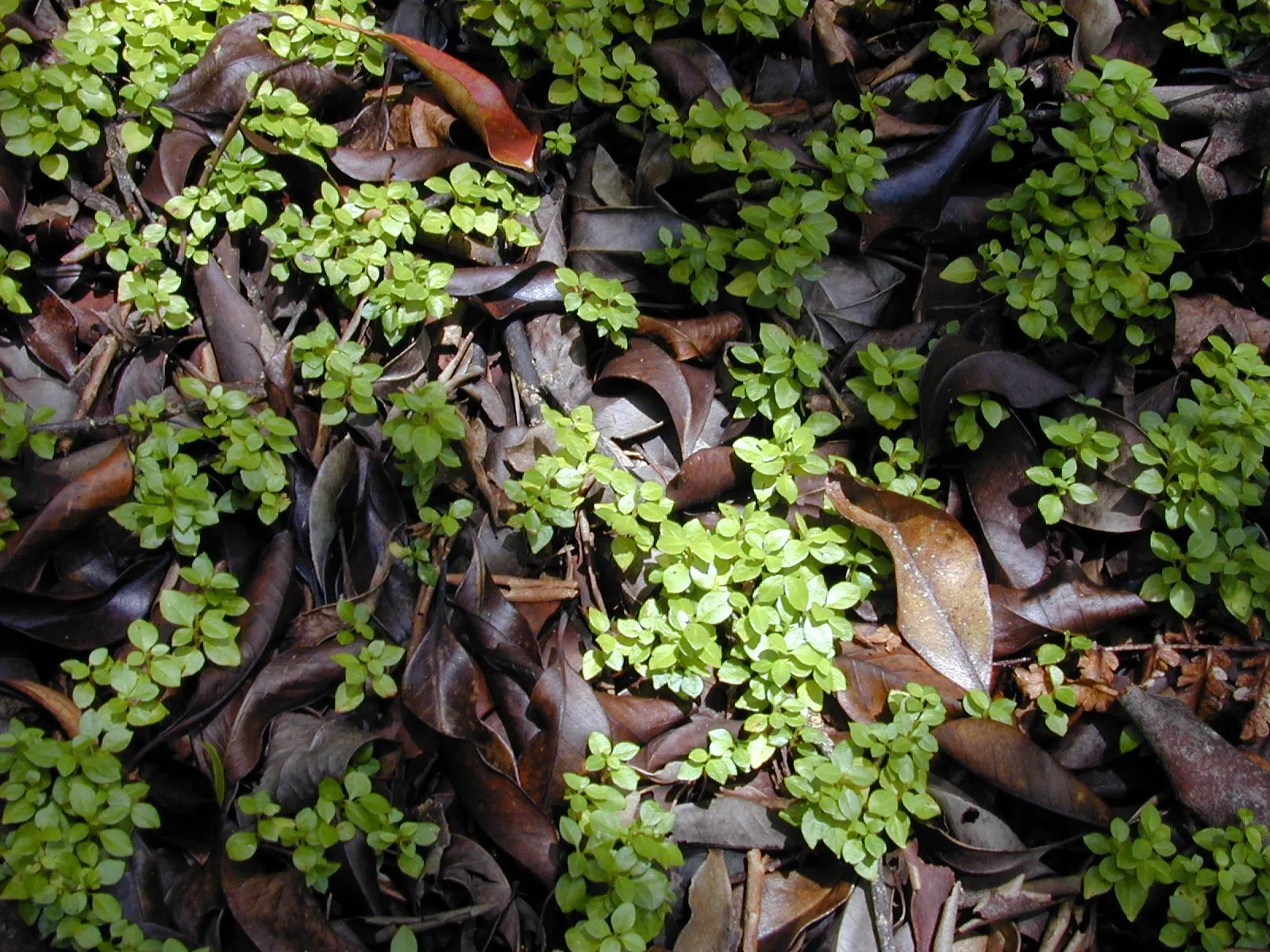 Strawberry Guava (Psidium Cattleianum) — so considerations should be made for protection or relocation in regions experiencing colder temperatures, image 76