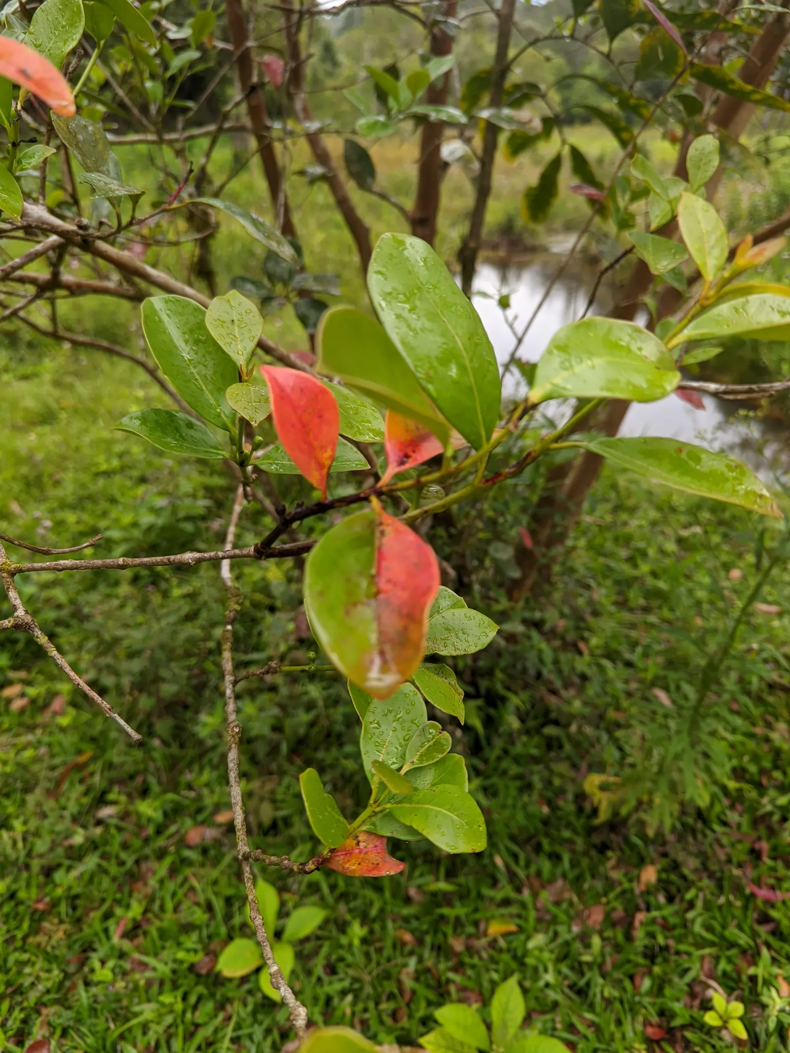 Strawberry Guava (Psidium Cattleianum) — this versatile plant makes an excellent addition to a garden for its dense