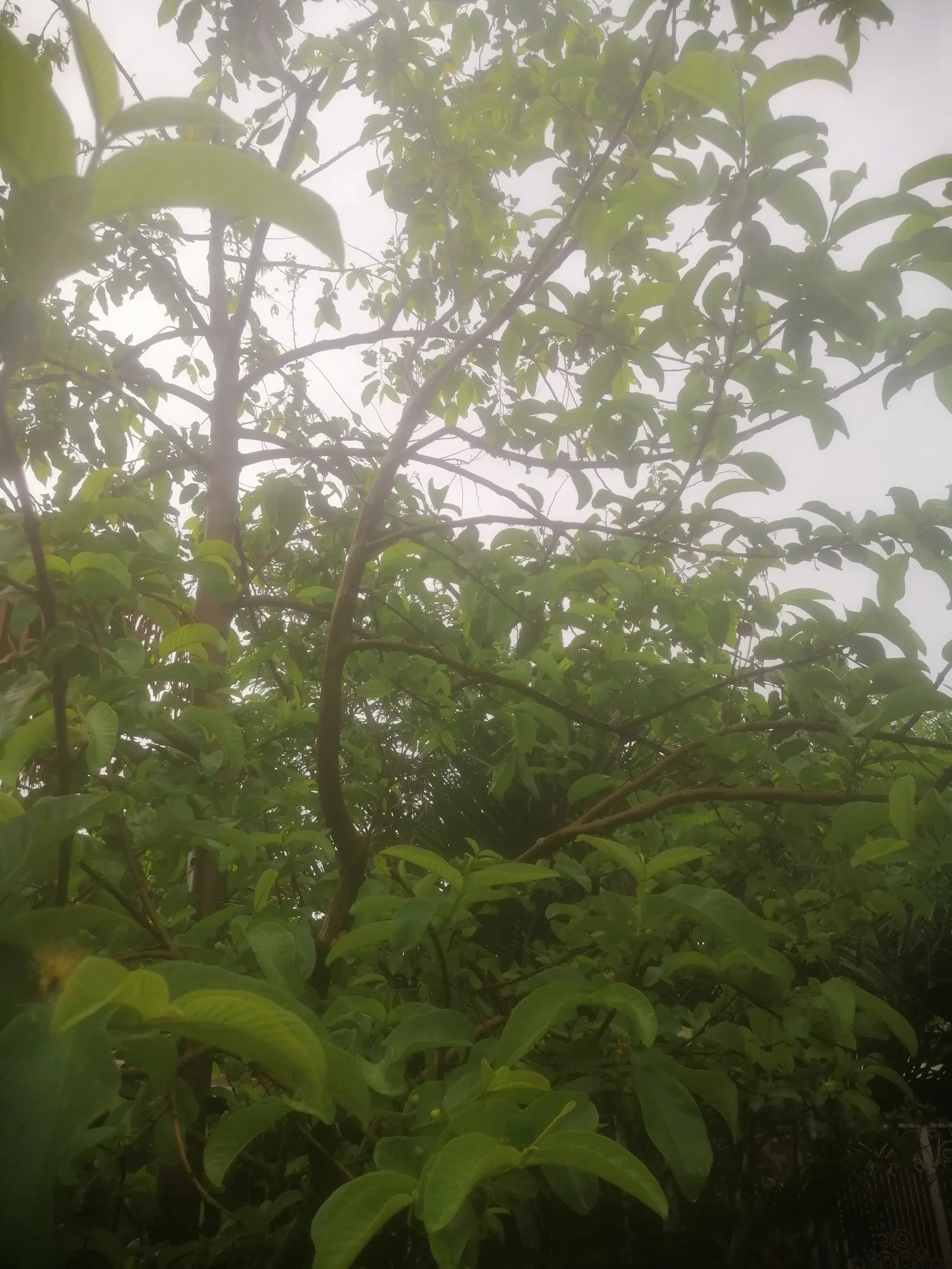 Strawberry Guava (Psidium Cattleianum) — red flowers in the garden