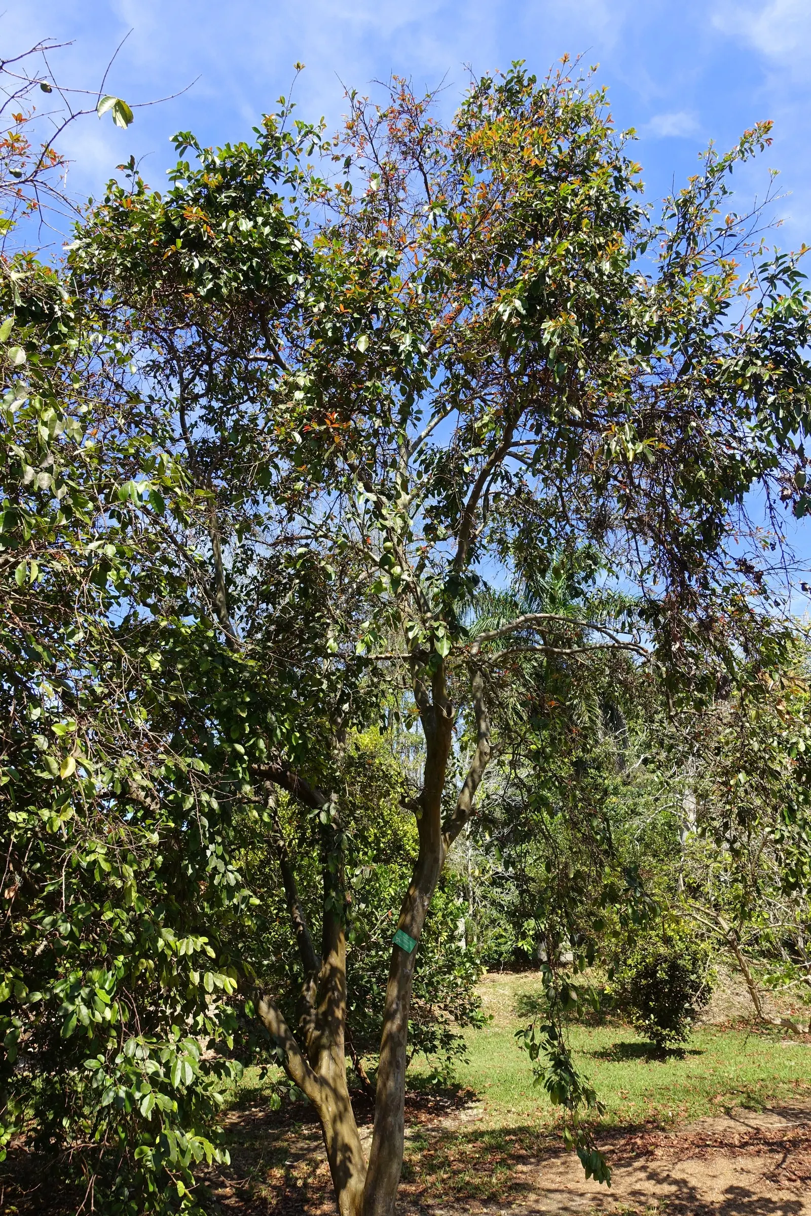Strawberry Guava (Psidium Cattleianum) — shrub / tree with red blooms; red-purple skin that encases a sweet, image 80
