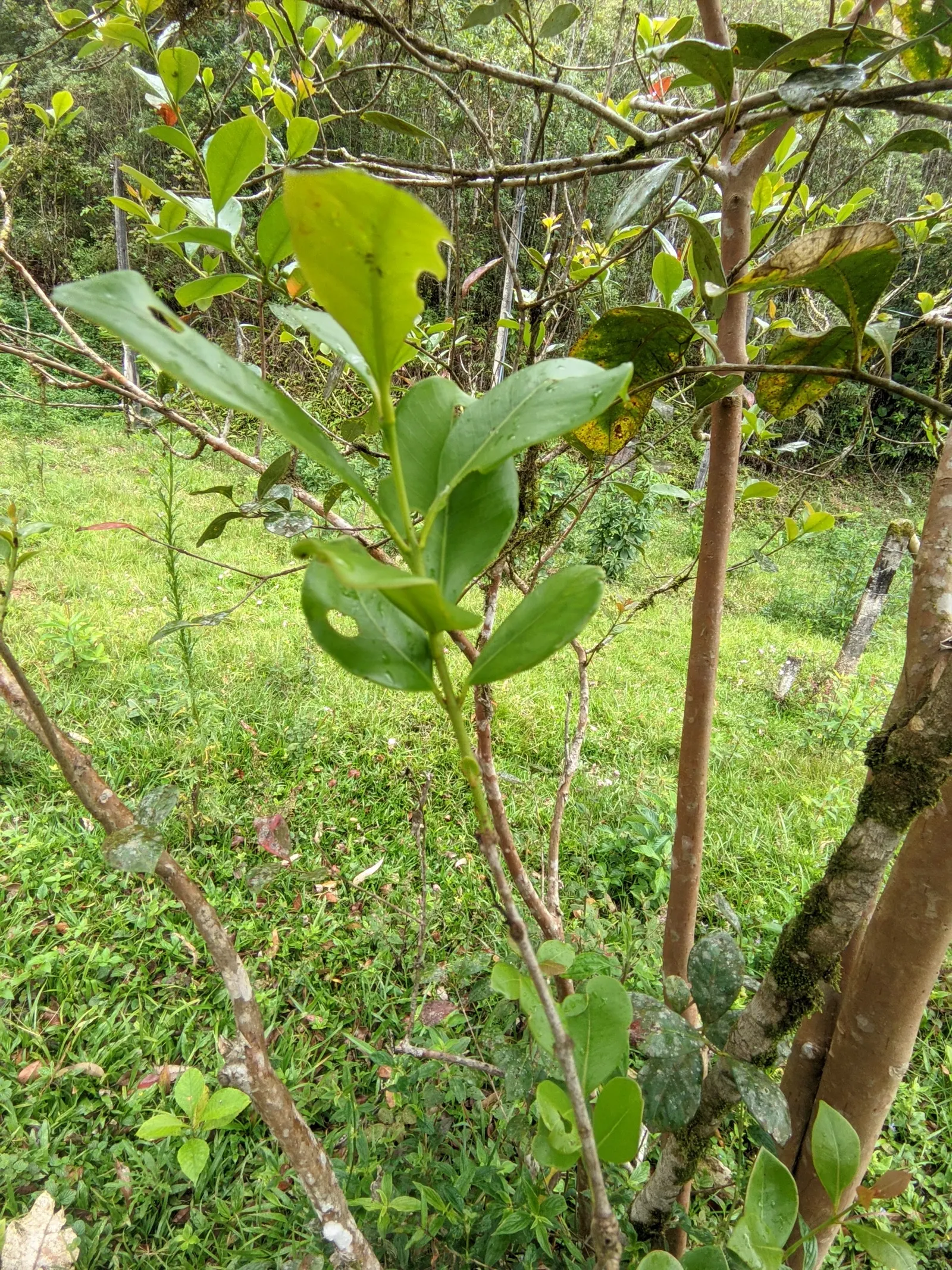 Strawberry Guava (Psidium Cattleianum) — It features glossy, oval leaves and fragrant white flowers; this versatile plant makes an excellent, image 56