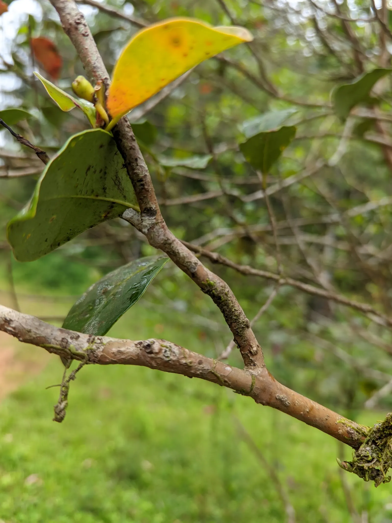 Strawberry Guava (Psidium Cattleianum) — red-purple skin that encases a sweet; is a tropical to subtropical evergreen shrub or small tree, image 98