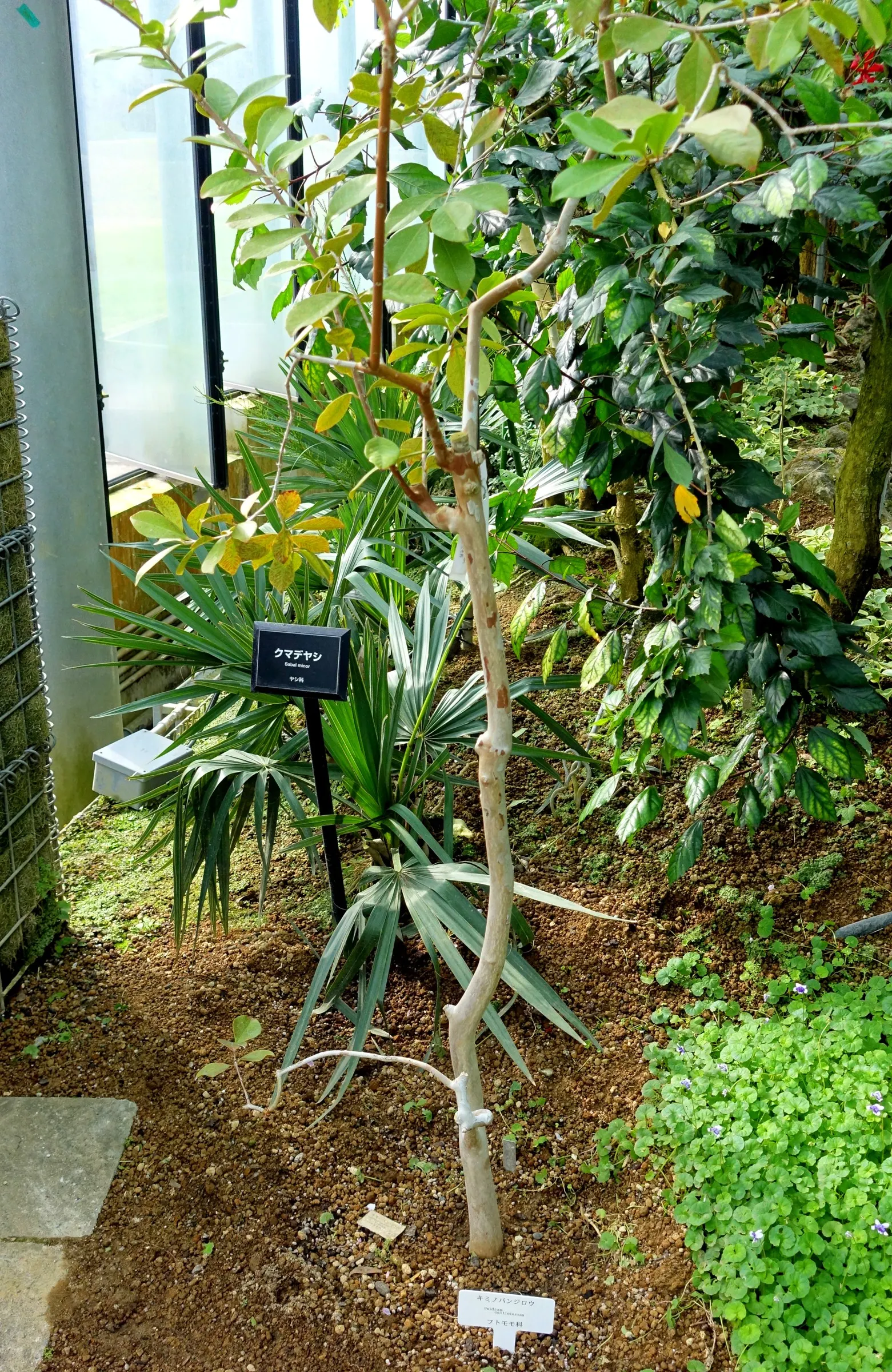 Strawberry Guava (Psidium Cattleianum) — It features glossy, oval leaves and fragrant white flowers; this versatile plant makes an excellent, image 83