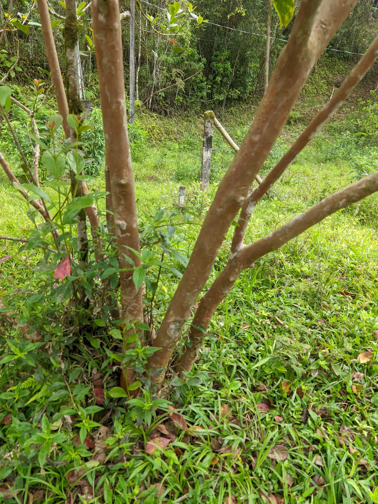 Strawberry Guava (Psidium Cattleianum) — offering privacy and a lush backdrop when used as a hedge or screen.<br><br>Its attractive; shrub / tree, image 66