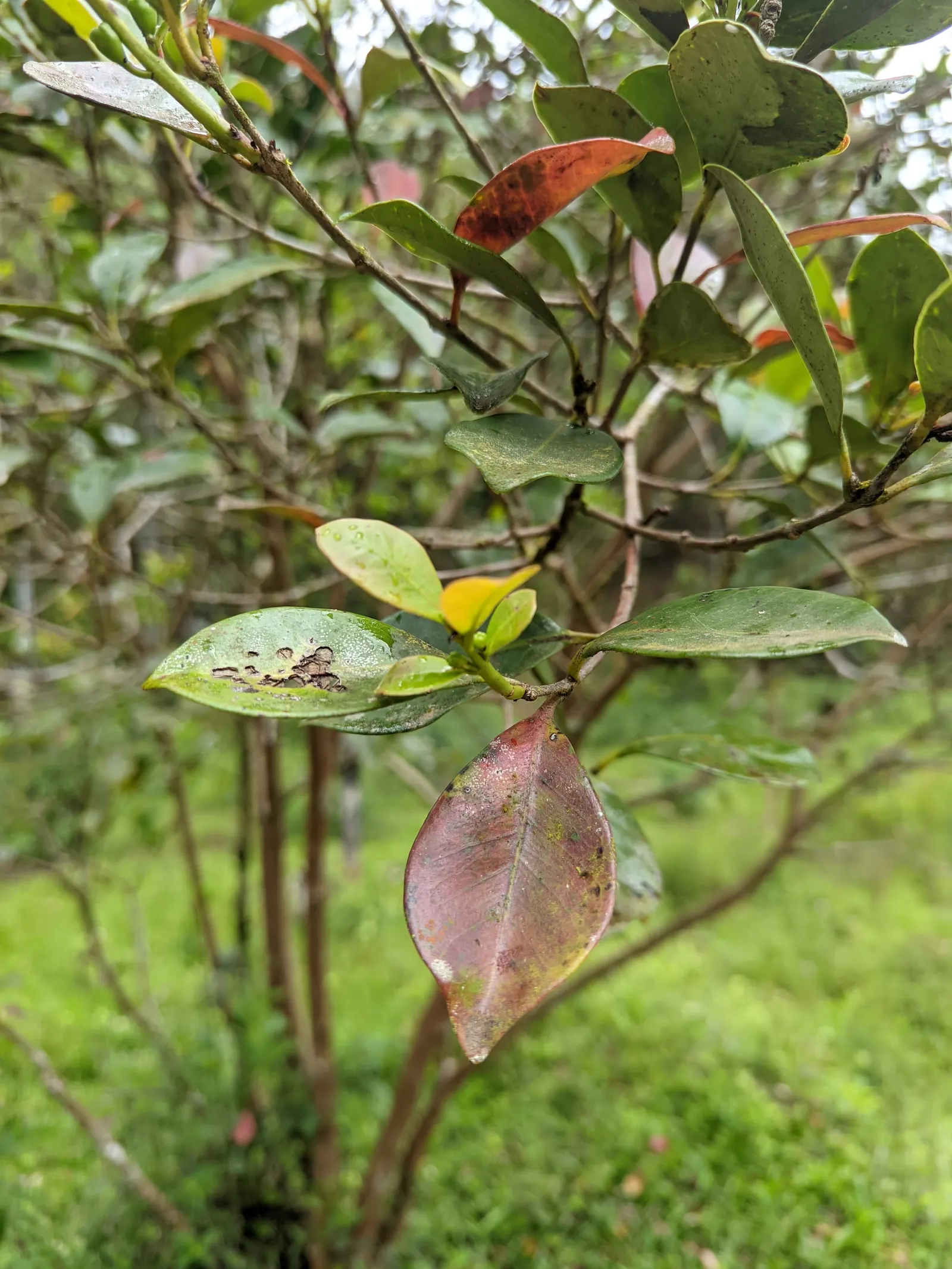 Strawberry Guava (Psidium Cattleianum) — It is cold-hardy down to about 22&deg;F; cherished for both its ornamental appeal and sweet, image 75