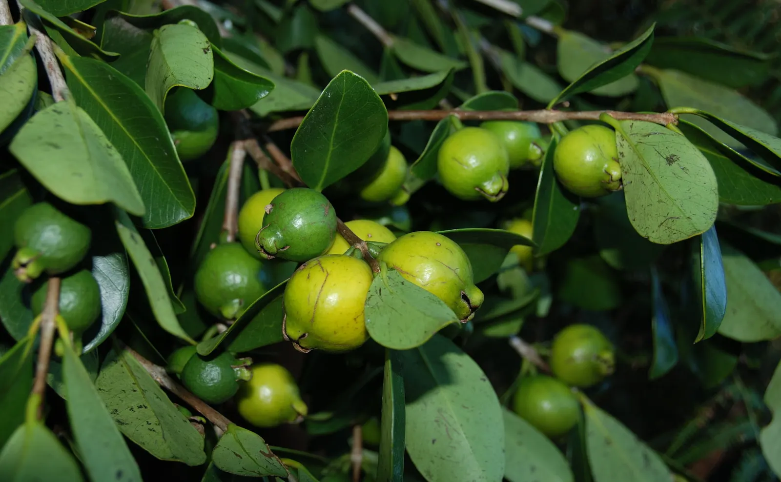 Strawberry Guava (Psidium Cattleianum) — Commonly reaching a height of 6 to 14 feet; glossy leaves are a deep green with a leathery texture
