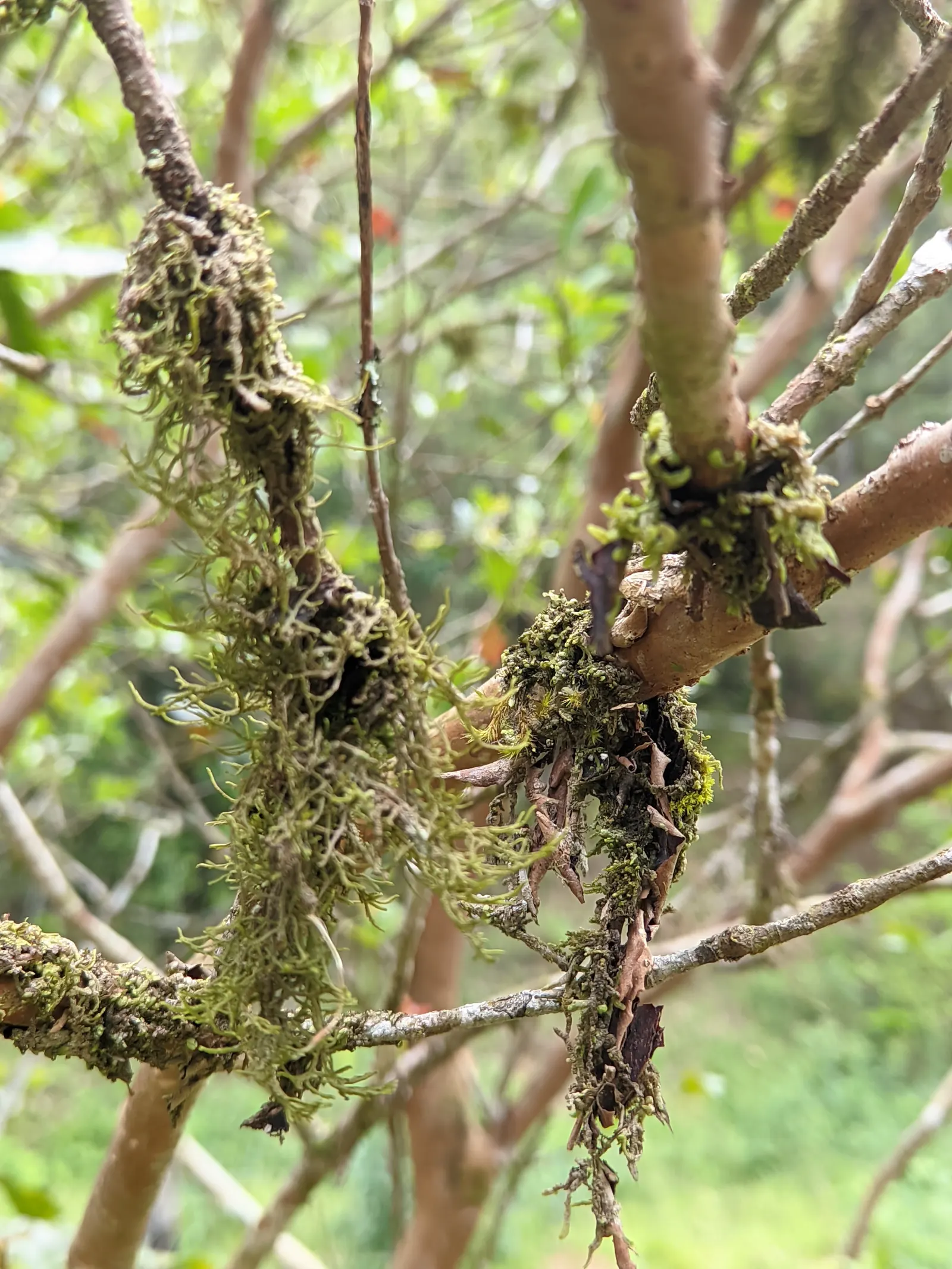 Strawberry Guava (Psidium Cattleianum) — glossy leaves are a deep green with a leathery texture; scientifically known as Psidium cattleianum, image 94