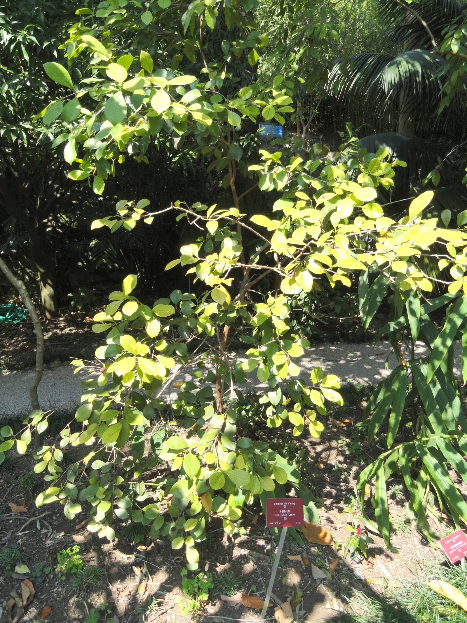 Strawberry Guava (Psidium Cattleianum) — These blooms give way to the plant's namesake fruit: small guavas about 1 to 1.5 inches in size, image 97
