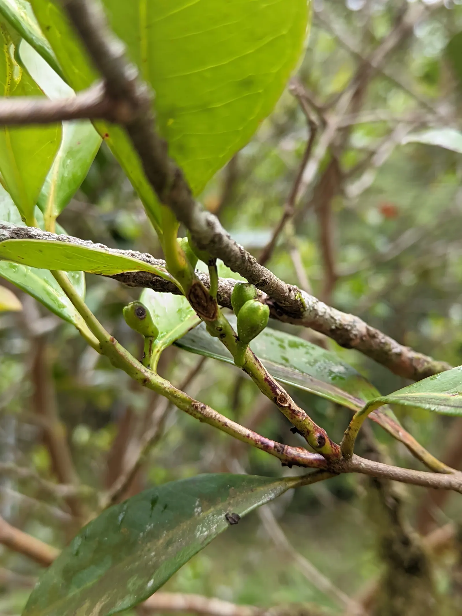 Strawberry Guava (Psidium Cattleianum) — Ideal for accent planting or hedges; offering privacy and a lush backdrop when used as a hedge or, image 87