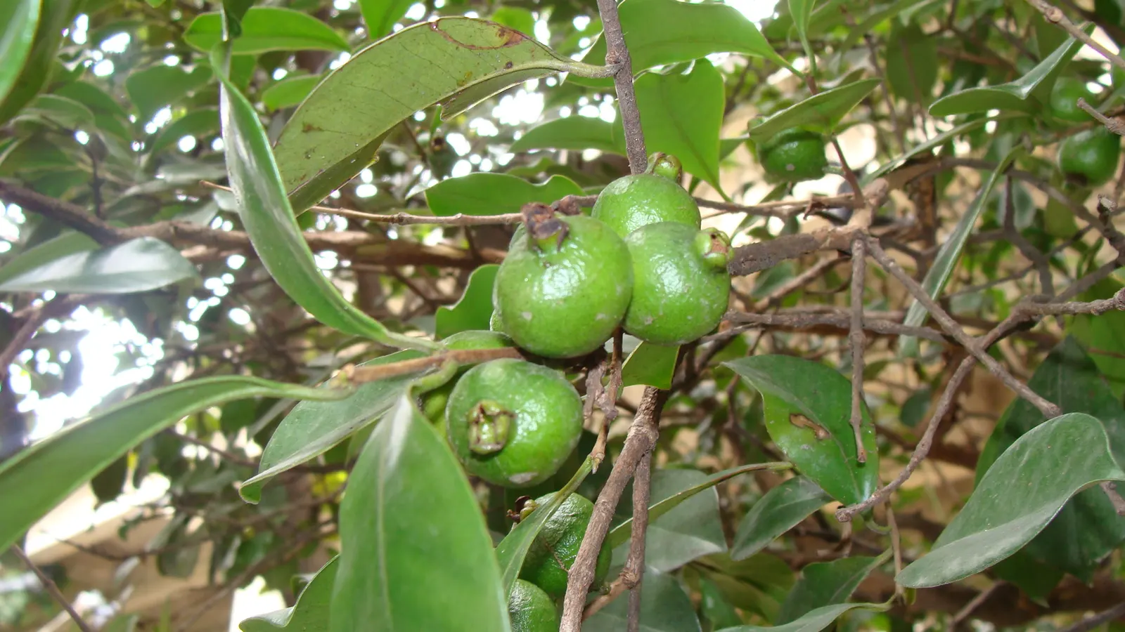 Strawberry Guava (Psidium Cattleianum) — Ripening typically occurs in late summer to fall