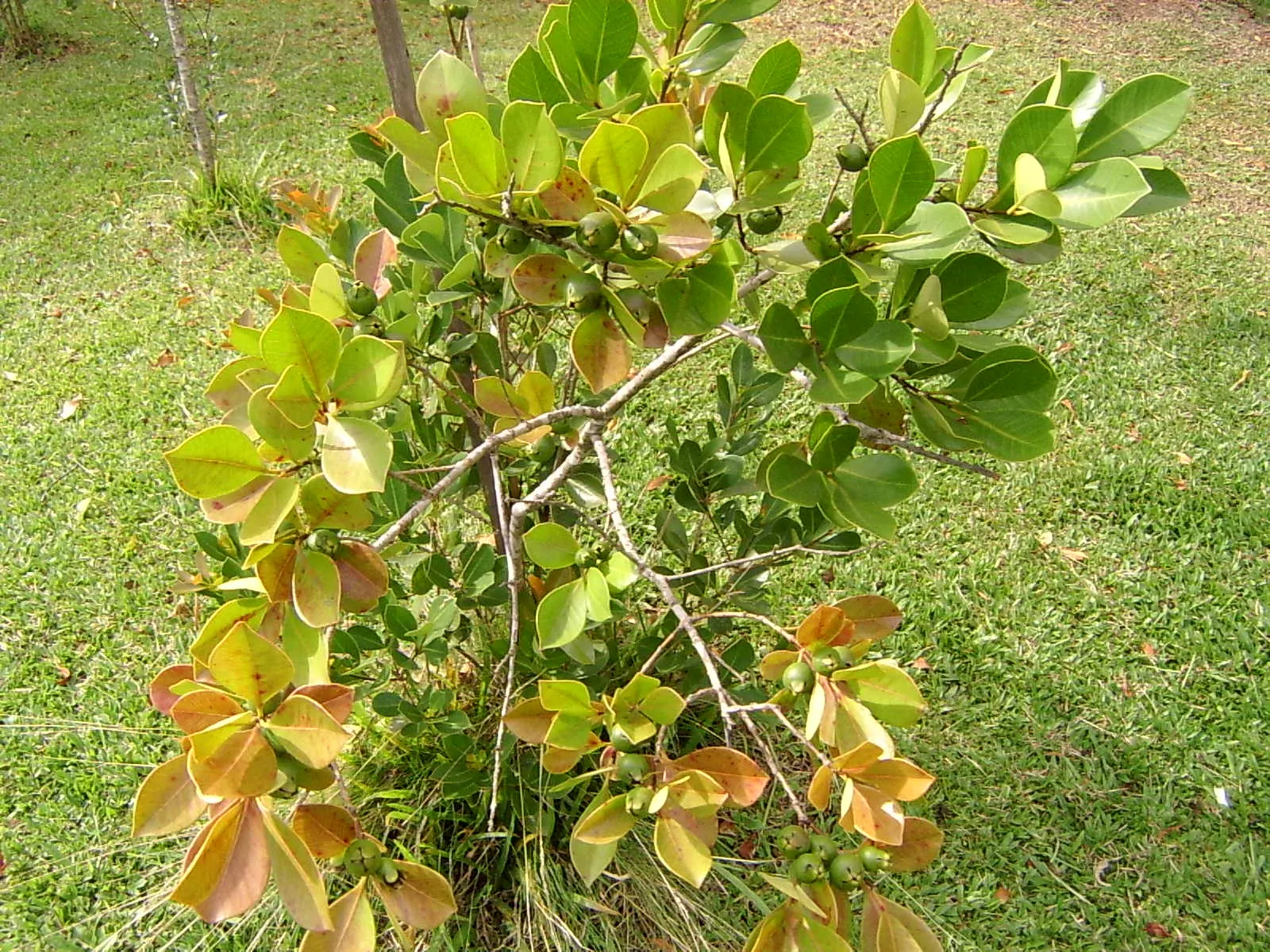 Strawberry Guava (Psidium Cattleianum) — These blooms give way to the plant's namesake fruit: small guavas about 1 to 1.5 inches in size